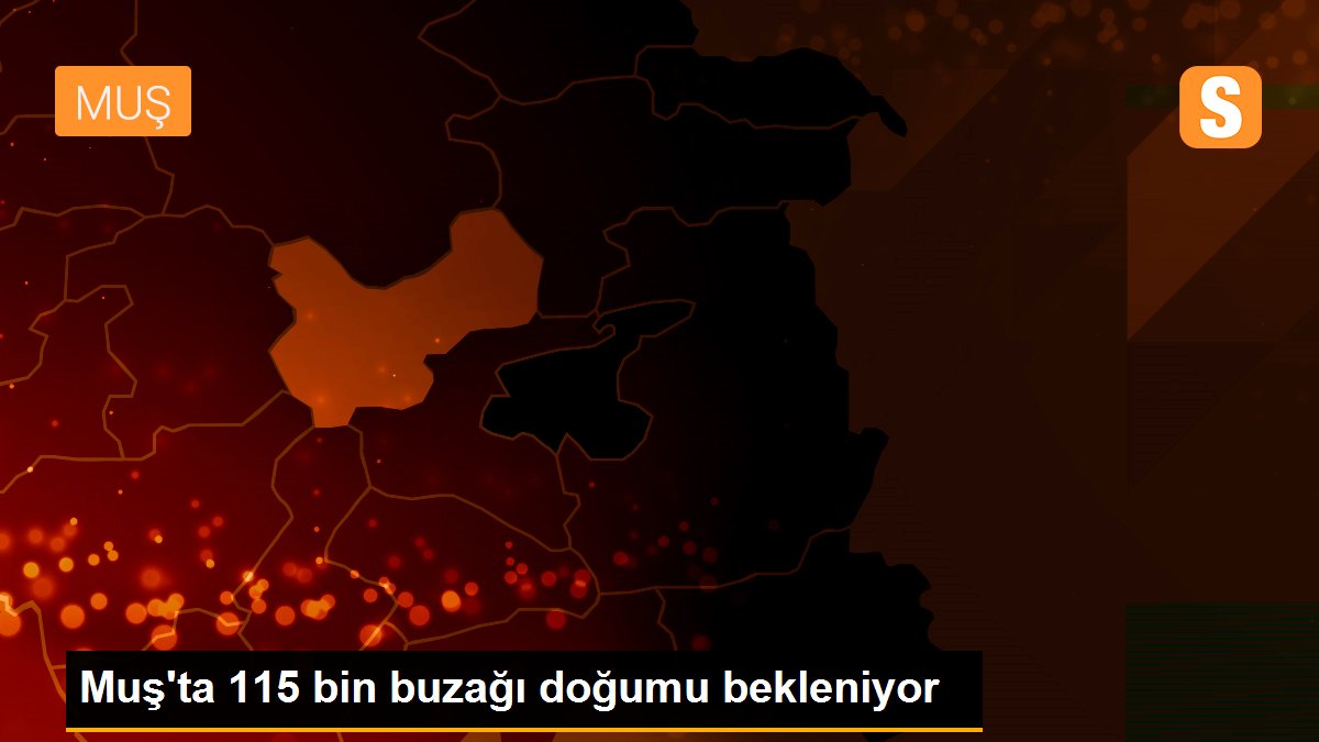 Muş\'ta 115 bin buzağı doğumu bekleniyor