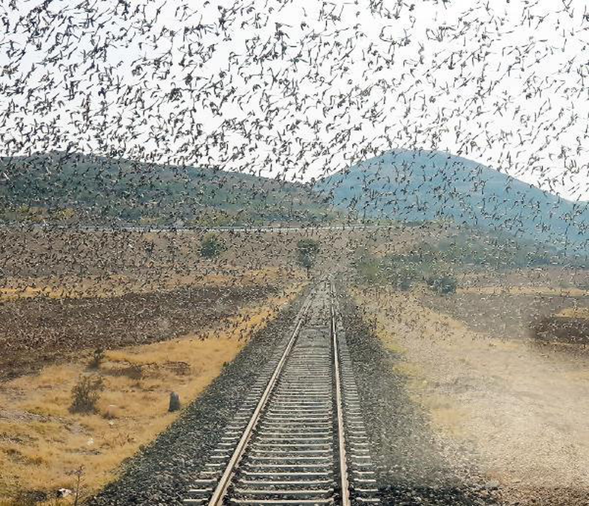 Raylar üzerindeki sığırcık sürüsünü fotoğrafladı