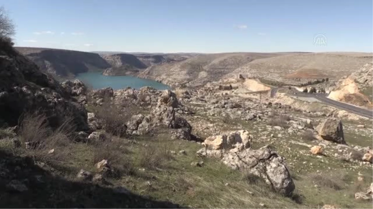 ŞANLIURFA - Korumaya alınan "Mezopotamya sümbülü" görücüye çıkıyor