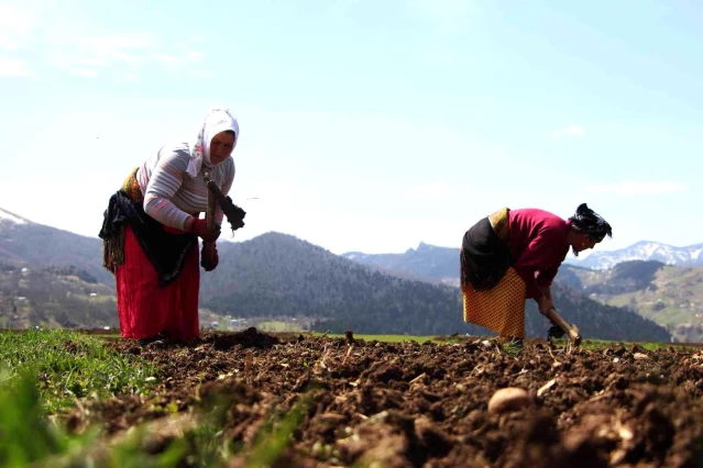 Şartlar zor olsa da onlar çalışmadan duramıyor: Karadenizli köylü kadınların hayatlarının çoğu tarlada geçiyor