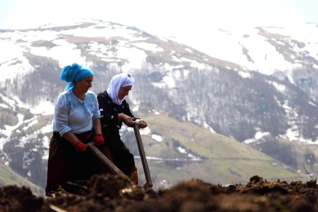Şartlar zor olsa da onlar çalışmadan duramıyor: Karadenizli köylü kadınların hayatlarının çoğu tarlada geçiyor