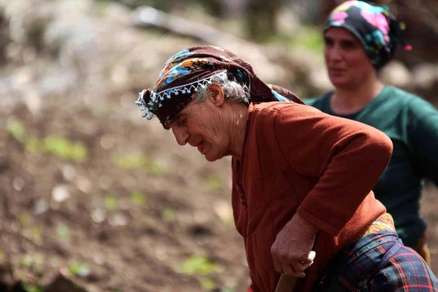 Şartlar zor olsa da onlar çalışmadan duramıyor: Karadenizli köylü kadınların hayatlarının çoğu tarlada geçiyor