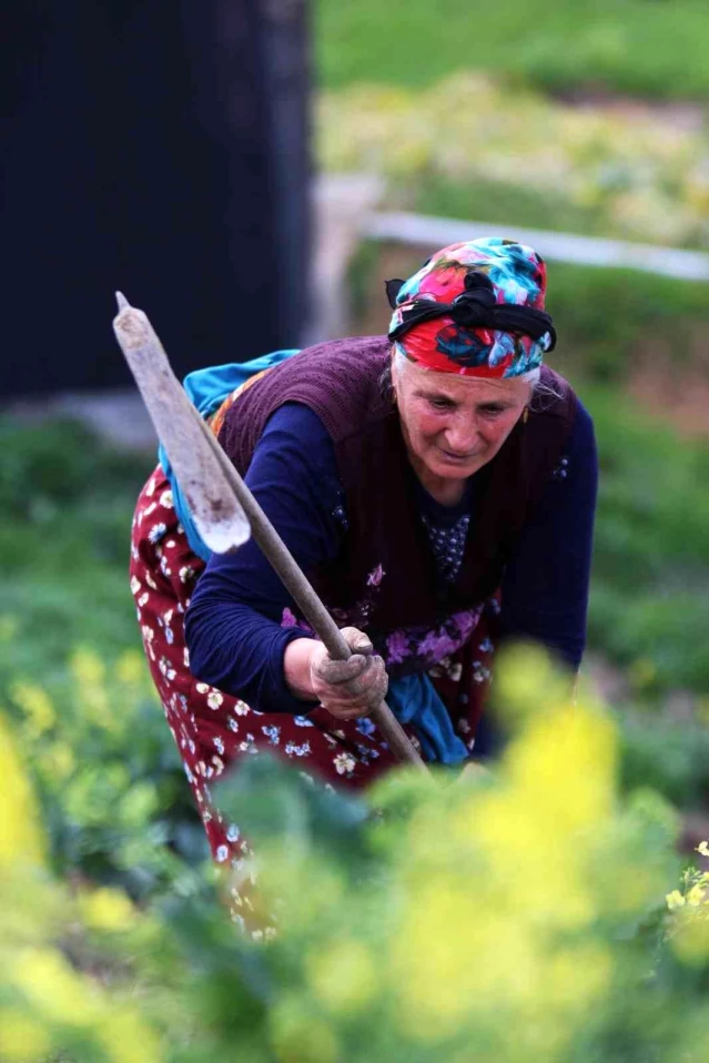 Şartlar zor olsa da onlar çalışmadan duramıyor: Karadenizli köylü kadınların hayatlarının çoğu tarlada geçiyor