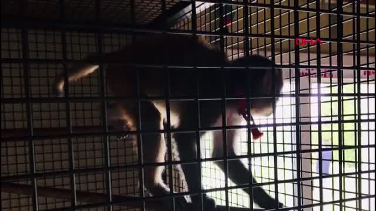 Silivri'de jandarmadan kaçak hayvan operasyonu