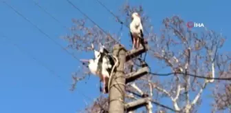 Tele takılan leyleğe itfaiye yardım eli uzattı