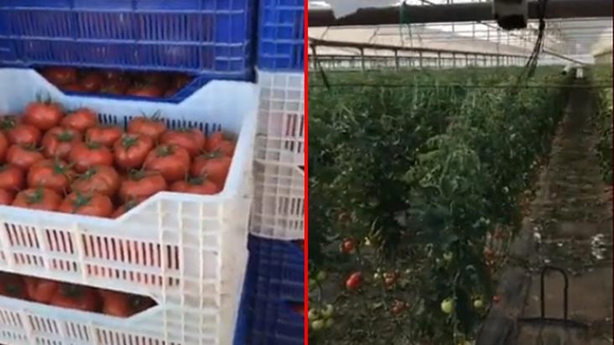 Domatesin maliyetini sıralayan çiftçi: Artık lüks oldu, parası olmayan yemeyecek