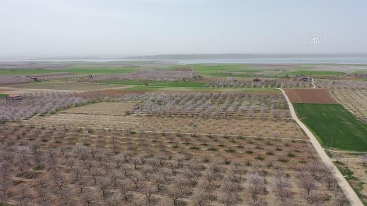 Drone - Kayısı üreticileri, yağışlar nedeniyle verimli bir sezon bekliyor