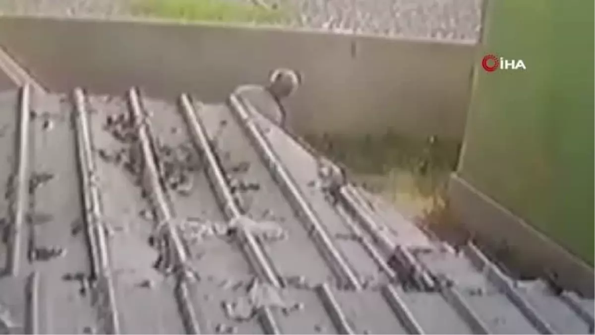 Son dakika: Duman isimli sokak köpeğini öldüresiye döven sanığın 3 yıla kadar hapsi istendi