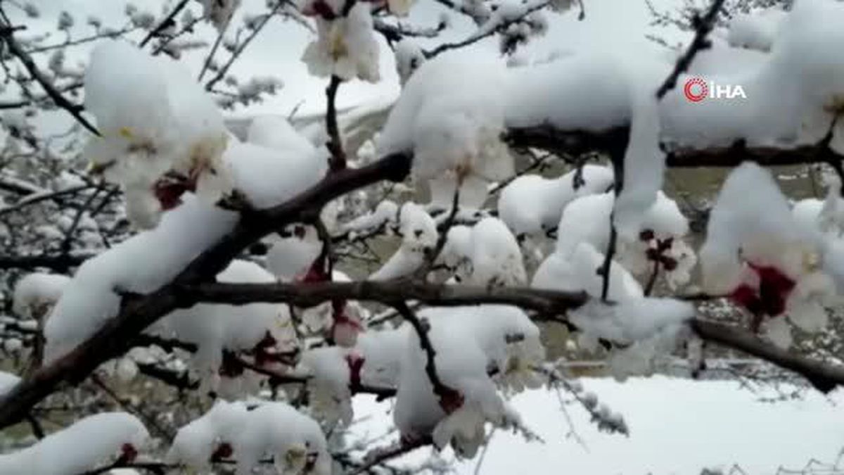 Erzincan'da çiçek açan meyve ağaçlarını don vurdu