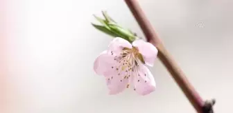 İlkbaharın gelişiyle doğa canlanmaya başladı