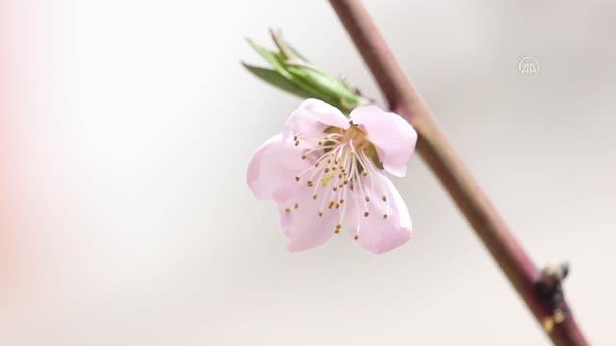 İlkbaharın gelişiyle doğa canlanmaya başladı