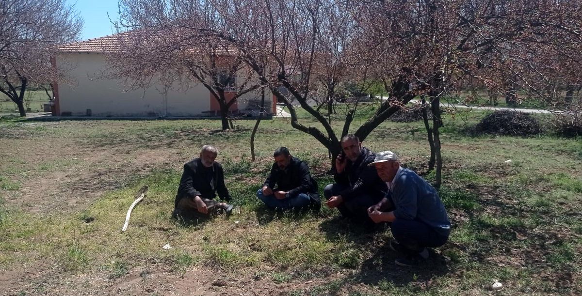 Malatya'da kayısı bahçelerini don vurdu