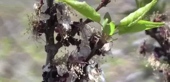 Malatya'da kayısı ağaçları zirai dondan etkilendi