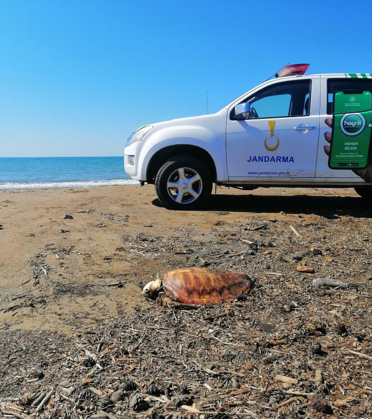 Manavgat\'ta sahile vurmuş 4 ölü caretta caretta bulundu