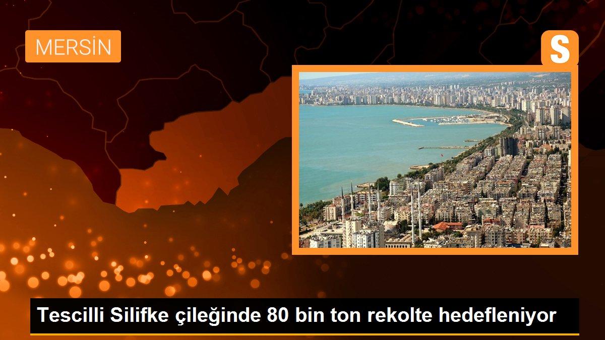 Tescilli Silifke çileğinde 80 bin ton rekolte hedefleniyor