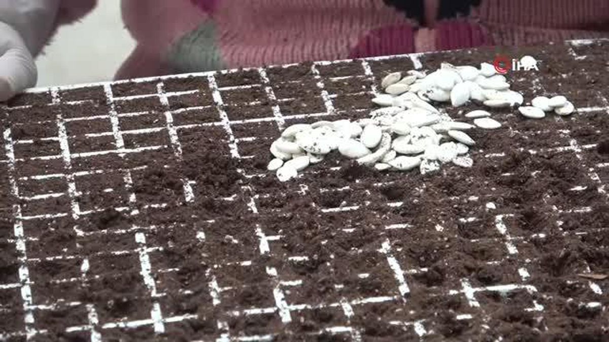 Türkiye'nin fideleri Samsun'dan: Yılda 10 milyon fide üretip Türkiye'nin dört bir tarafına gönderiyorlar