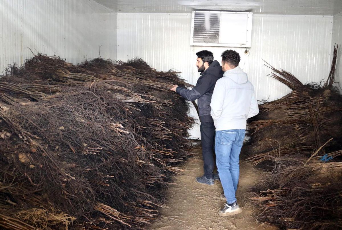 Van\'da çiftçilere yüzde 50 hibe ile ceviz fidanı dağıtımı