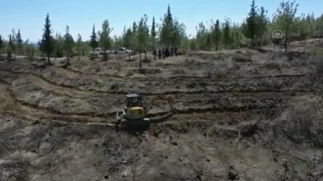 Yanan ormanlık alanlarda ağaçlandırma çalışması sürüyor