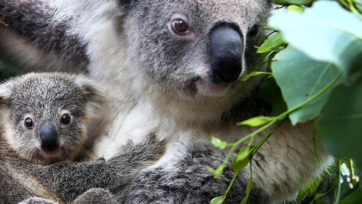 Araştırmacılardan öneri: Koalaları kurtarmak için koala spermi dondurun