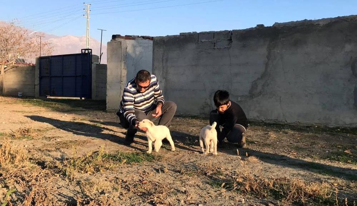 Erzincan\'da 238 köpek kimliklendirildi