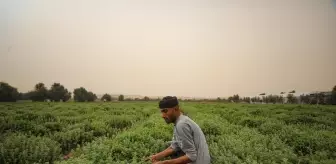 Filistinli çiftçi Ferine, Gazze Şeridi'nin zahter ihtiyacını sırtlamaya çalışıyor Açıklaması