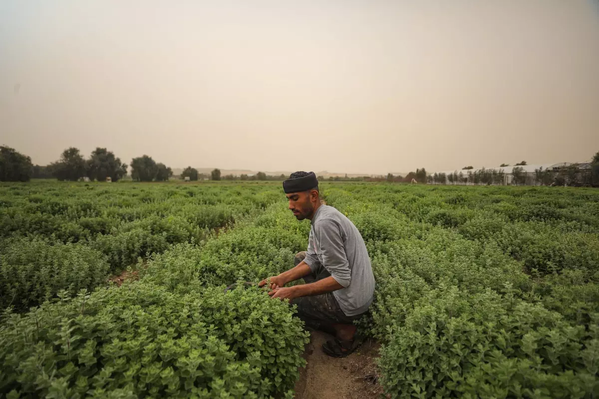 Filistinli çiftçi Ferine, Gazze Şeridi'nin zahter ihtiyacını sırtlamaya çalışıyor Açıklaması