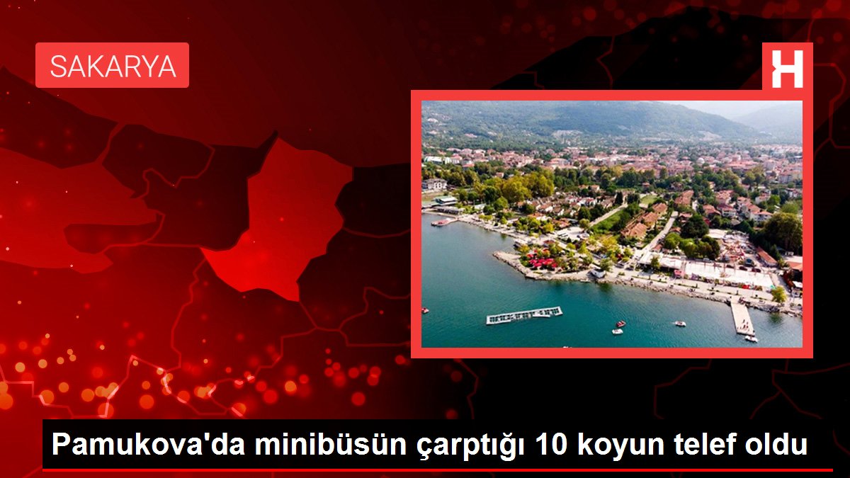 Pamukova'da minibüsün çarptığı 10 koyun telef oldu
