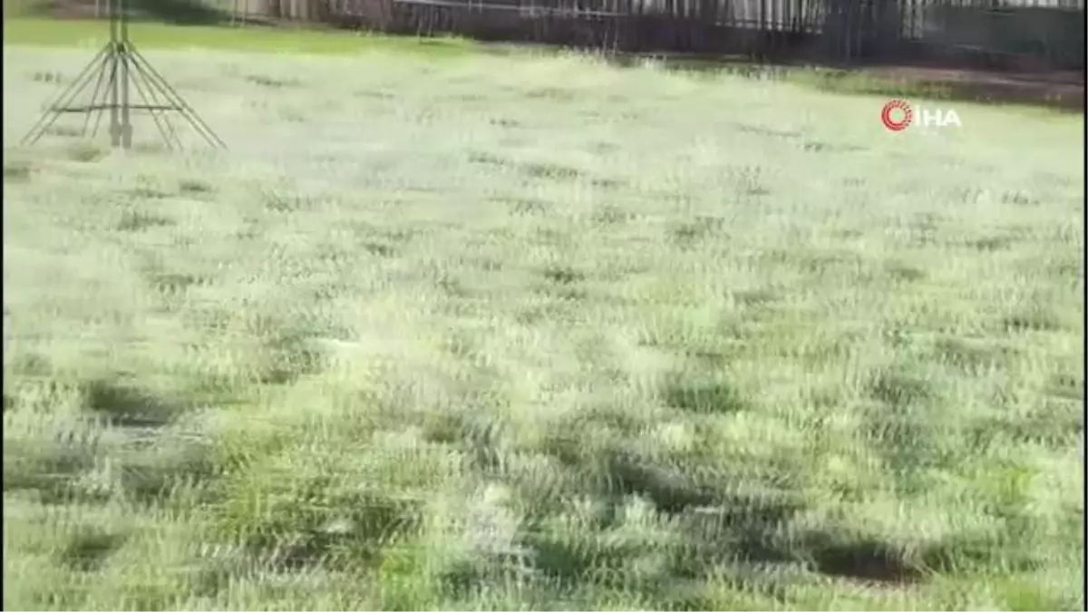 Şanlıurfa'da ekinleri ve meyve ağaçlarını don vurdu