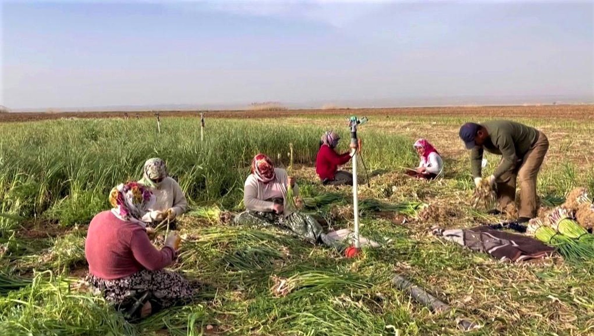 Şanlıurfa\'da sarımsak alternatif ürün oldu