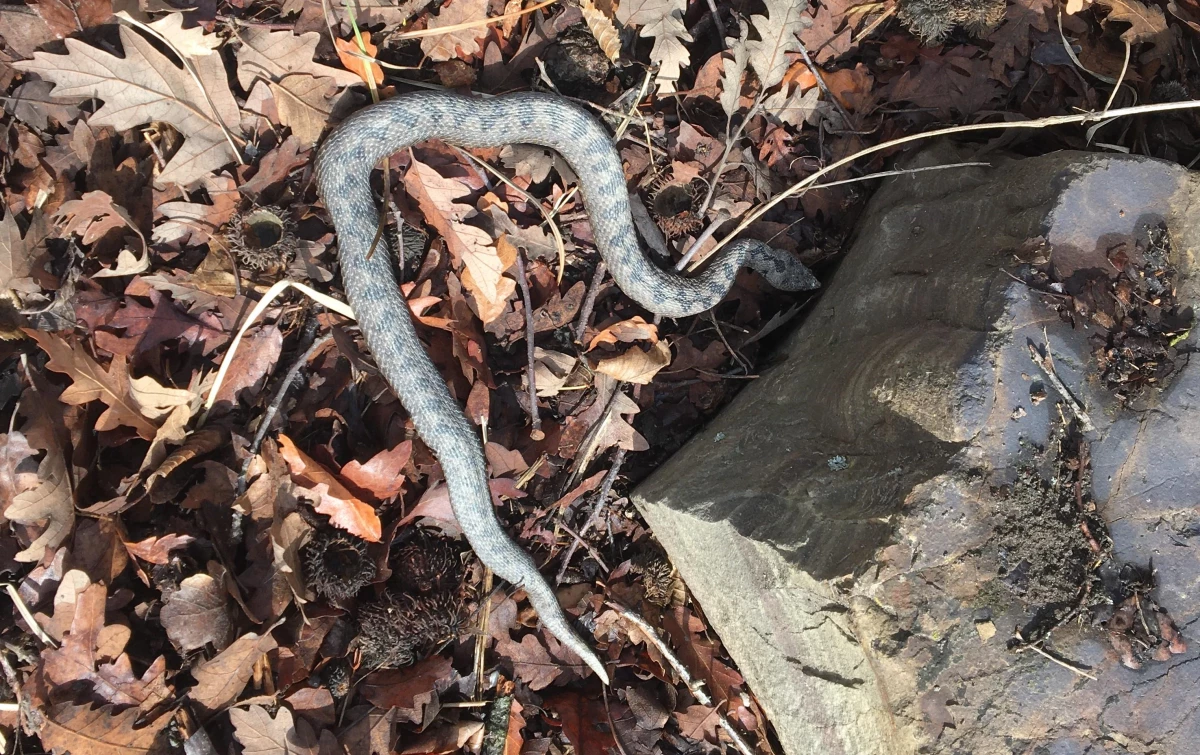 Sinop\'ta nesli tehlikede olan türlerden boynuzlu engerek yılanı görüldü