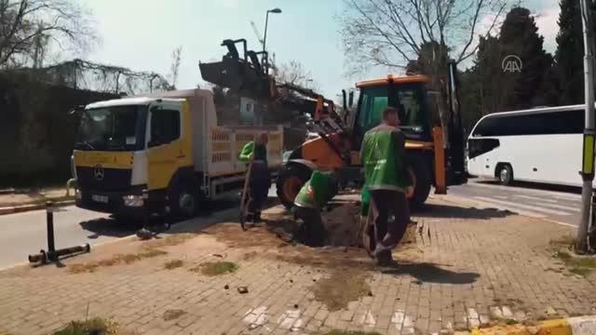 Beyoğlu Belediyesi, çoğunluğu çınar 112 ağaç dikti
