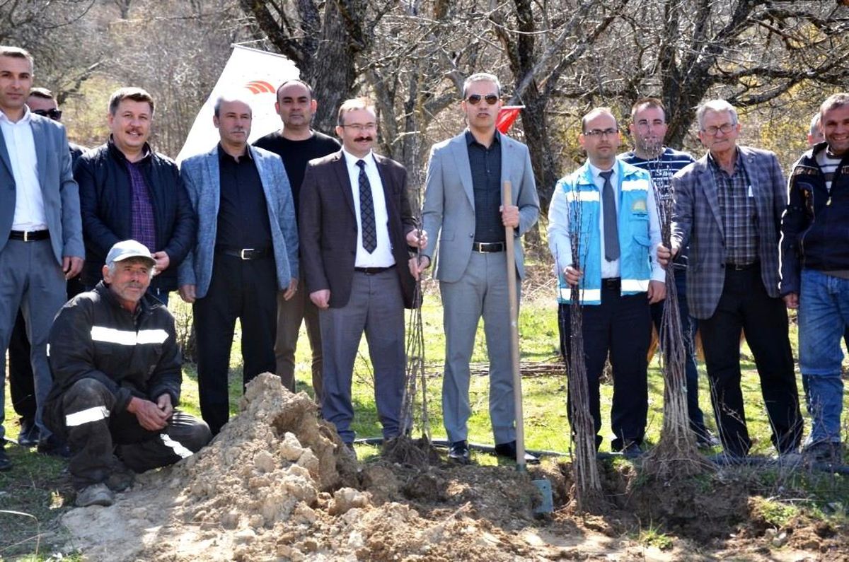 Emet'te Küreci cinsi elma fidanları toprakla buluştu