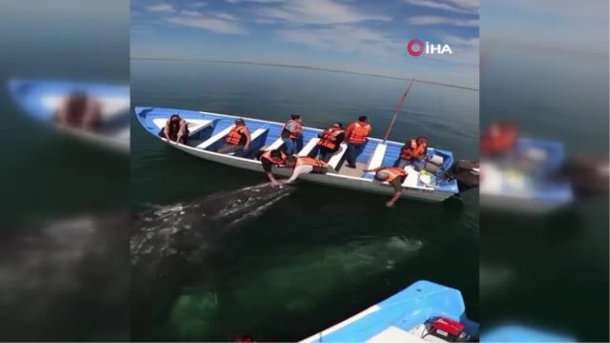 Gri balinanın turist teknesine yaklaşması şaşkınlığa neden oldu