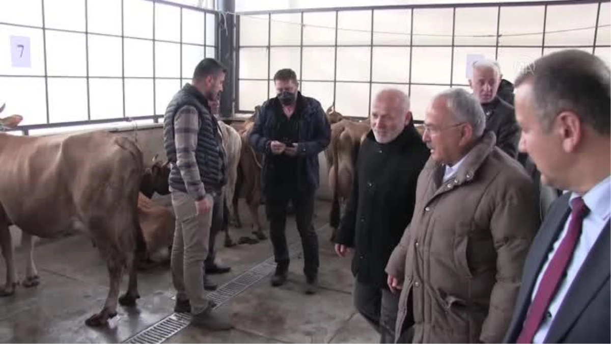 Hayvancılığın geliştirilmesi için çiftçilere 300 inek dağıtıldı