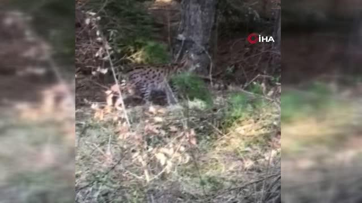 Nesli tükenmekte olan vaşak böyle görüntülendi