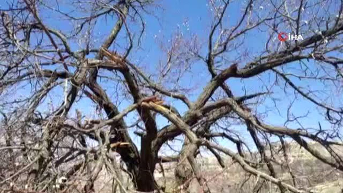Vandallar 50 tane kayısı ağacına zarar verdi