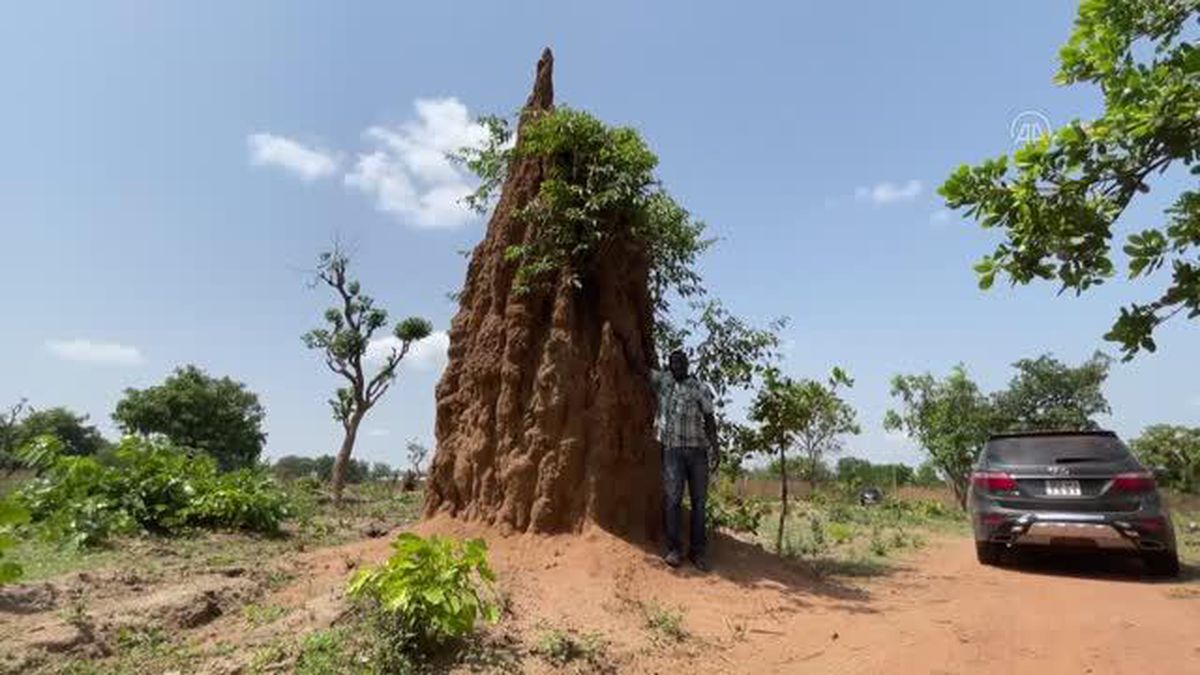 Benin'de bazı termit yuvalarının yüksekliği 5 metreye ulaşıyor