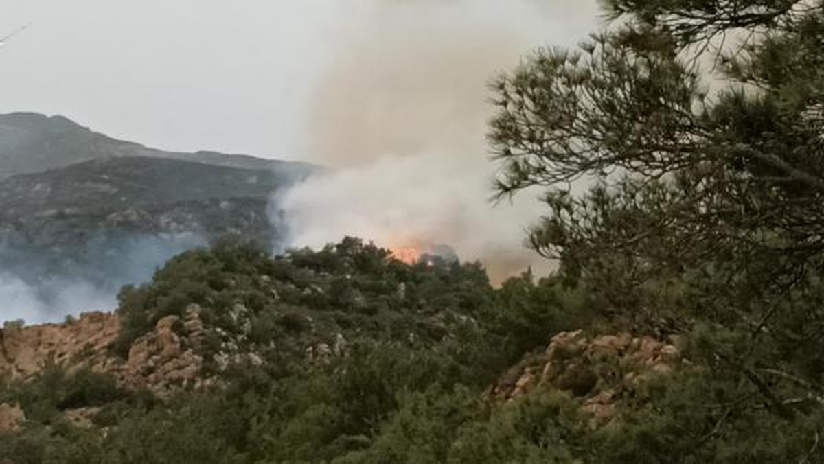 Son dakika haberi: BODRUM\'DA ORMAN VE MAKİLİK YANGINI