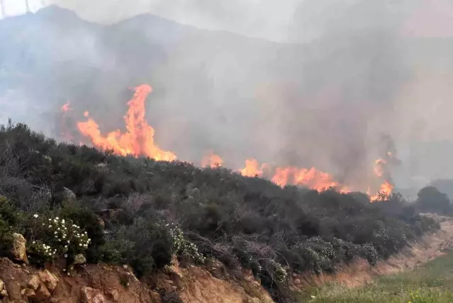 Son dakika haberleri! Bodrum'daki orman yangını 6 saat sonunda kontrol altına alındı