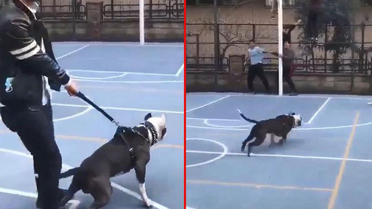 Basketbol sahasındaki pitbullun tasması koptu, çocuklar can havliyle kaçtı