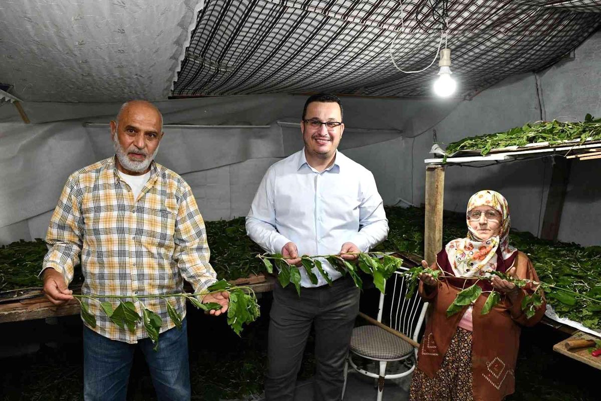 Bursa ipeği Mustafakemalpaşa\'da kozalarından doğuyor
