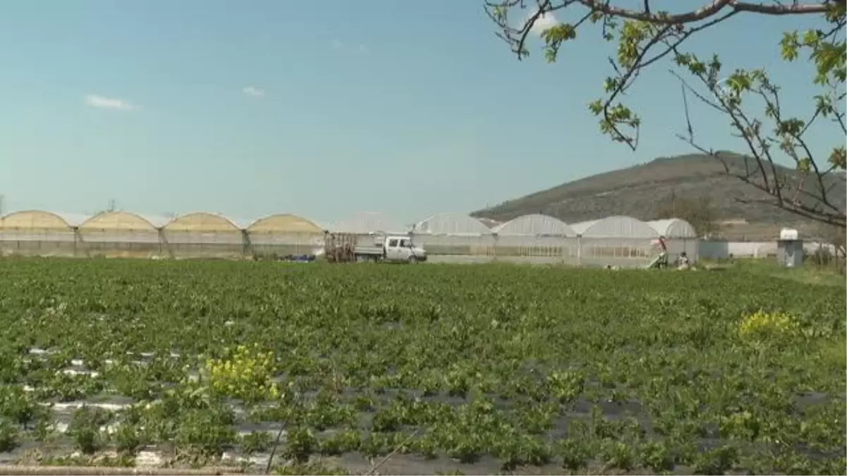 Kokusu ve aromasıyla ilgi gören Emiralem çileğinde hasat mesaisi