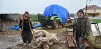 Son dakika haberleri: Kurt saldırısında 10 koyun öldü (2)