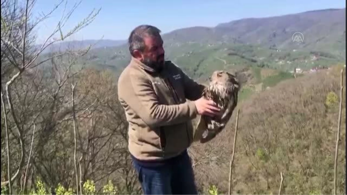 Tedavi edilen puhu kuşu doğal ortamına salındı
