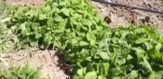 Tıbbi aromatik bitki yetiştiriciliğine yoğun ilgi