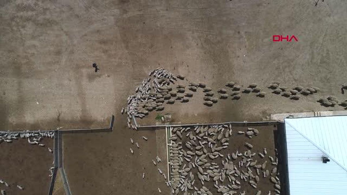 TİGEM tesisinde kuzular anneleriyle buluştu