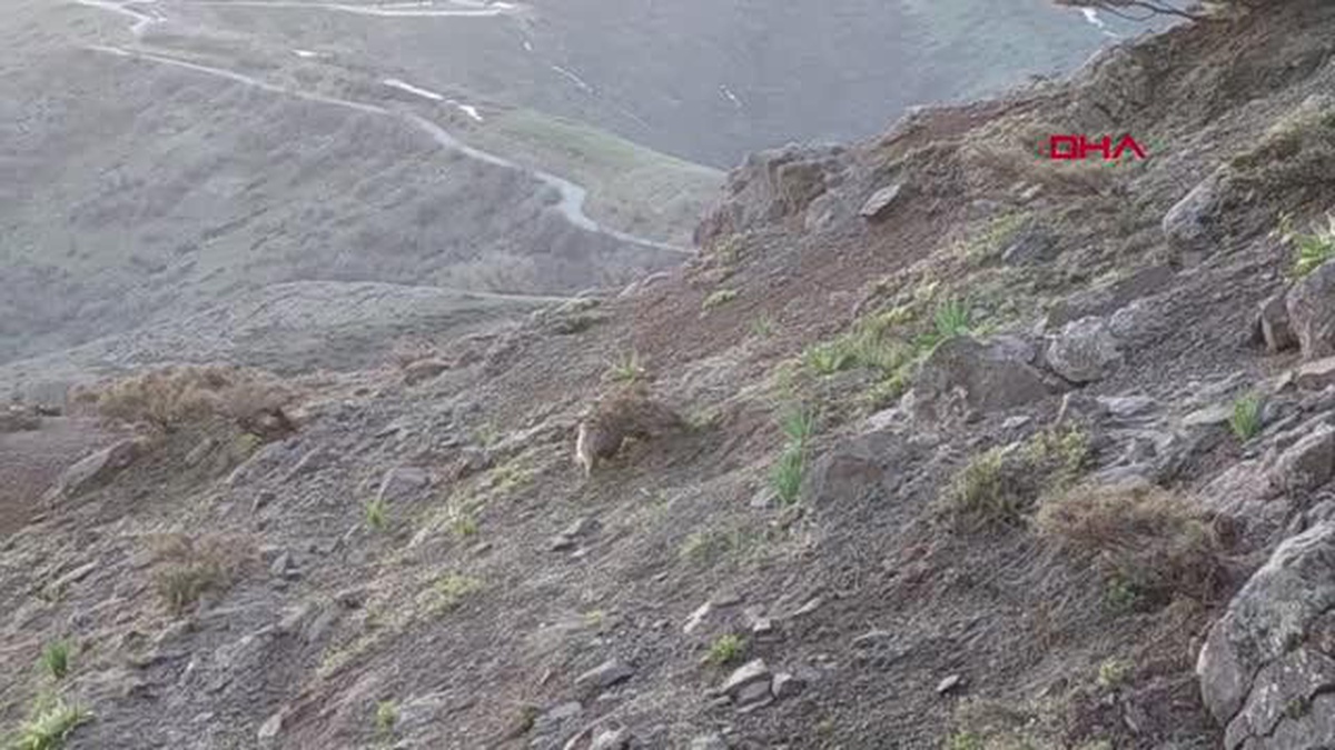 TUNCELİ\'DE KIRMIZI LİSTEDEKİ PORSUK ARAZİDE BESLENİRKEN GÖRÜNTÜLENDİ