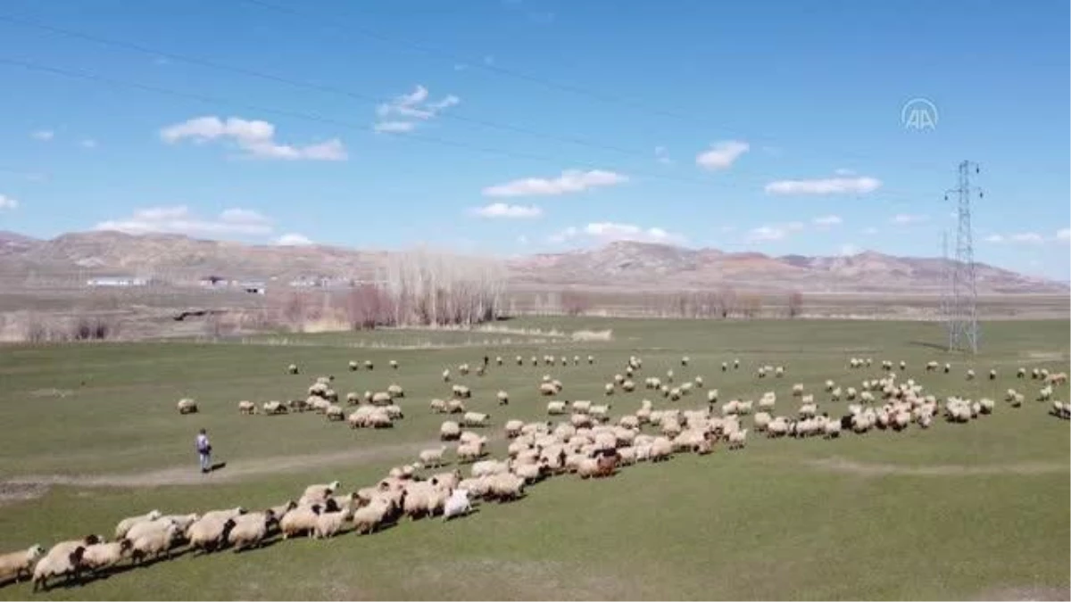 Zorlu kışı atlatan besiciler koyunlarını meralara saldı