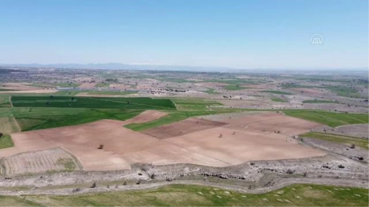 Ayçiçeği ekim alanı hibe destekli tohumla 4 kat büyüdü