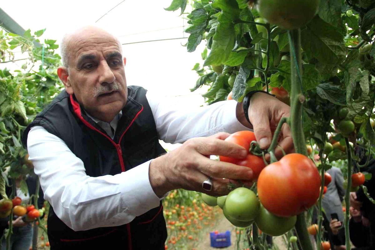 Bakan Kirişci, Antalya\'da sarı çizme giyip serada domates topladı